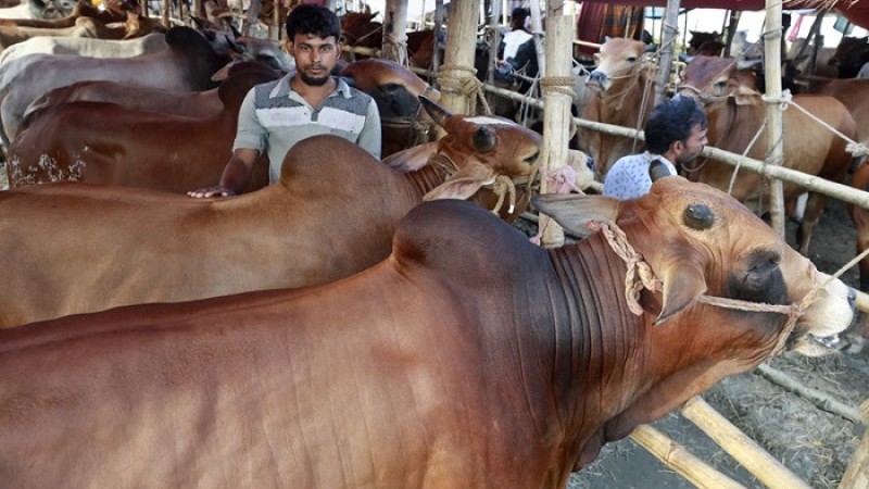 শ্রীলঙ্কায় গরু জবাই নিষিদ্ধের প্রস্তাবে অনুমোদন