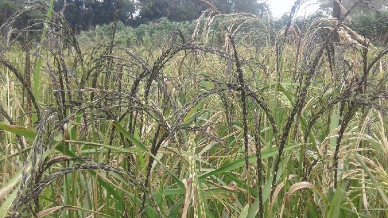 মিরসরাইয়ে কমেছে কালোজিরা ধানের চাষ