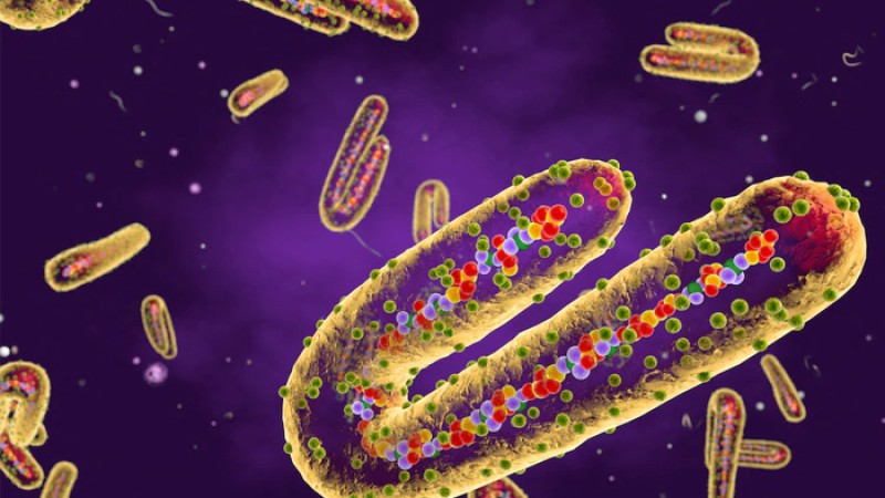 মারবার্গ ভাইরাসে ঘানায় ২ জনের মৃত্যু