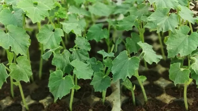 শীতে সুস্থ-সবল চারা পেতে করণীয়