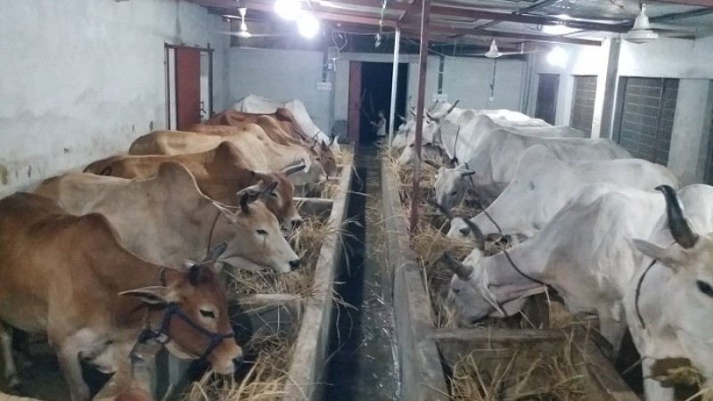 ভিন্নপথে চলা সফল খামারি