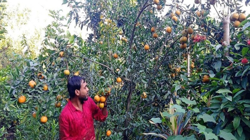 নীলফামারীর সমতলে ফলেছে দার্জিলিংয়ের পাহাড়ি কমলা সাদকি