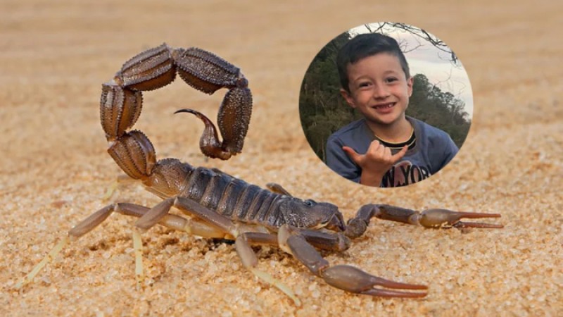 বিছার কামড়ে হার্ট অ্যাটাক করে শিশুর মৃত্যু