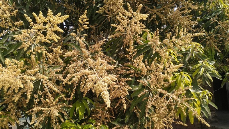 রাজশাহীতে বাতাসে ভাসছে আমের মুকুলের মৌ মৌ গন্ধ