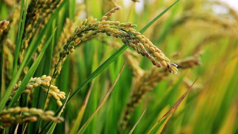 ব্রি ধান৮৭: স্বল্প সময়ে বেশি ফলন