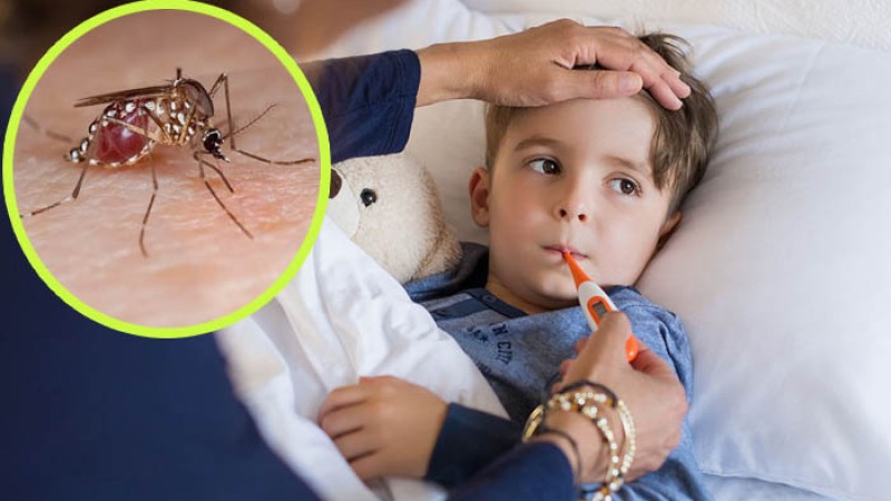 আরও ১৫ ডেঙ্গু রোগী হাসপাতালে ভর্তি