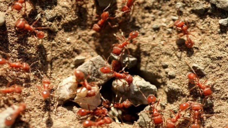 কোটি কোটি পিঁপড়ে ঘিরে ফেলেছে গ্রাম