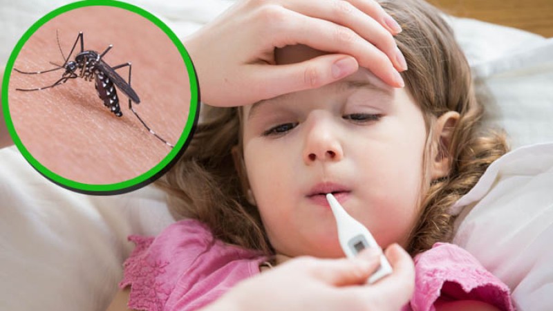 ২৪ ঘণ্টায় ১১ ডেঙ্গু রোগী হাসপাতালে