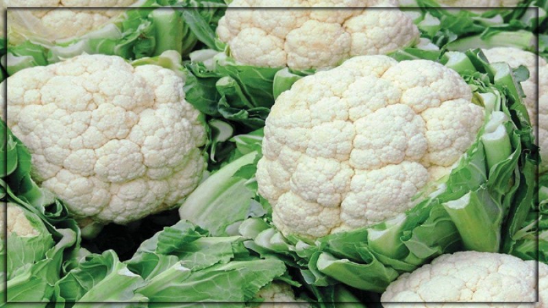 শরীরকে সুস্থ-কর্মক্ষম রাখার জন্য ফুলকপি অন্যতম