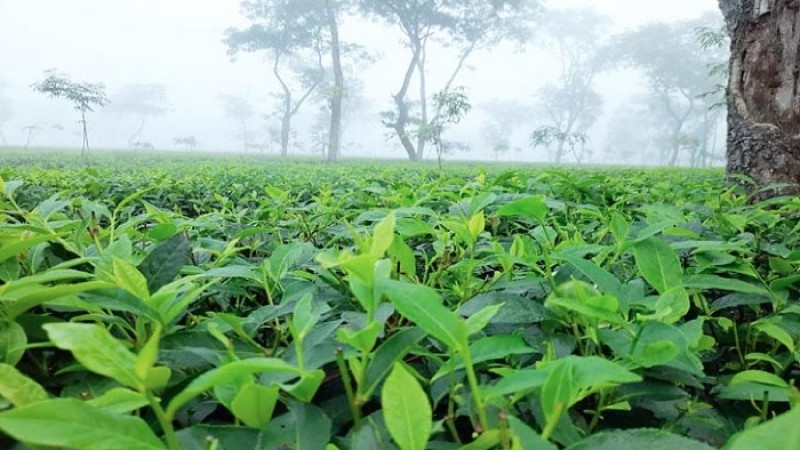 দেশের সর্বনিম্ন তাপমাত্রা শ্রীমঙ্গলে