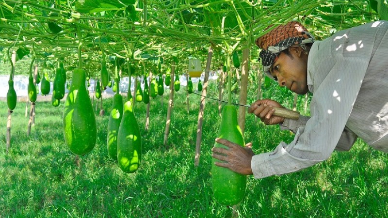 ভোলায় বিষমুক্ত সবজি চাষে সফল কৃষকরা