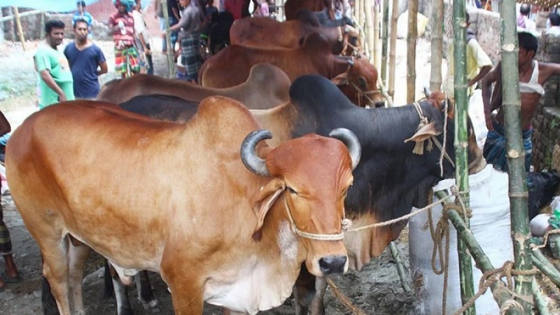 পশুর হাটে যেতে অবশ্যই ১২ নির্দেশনা মানতে হবে