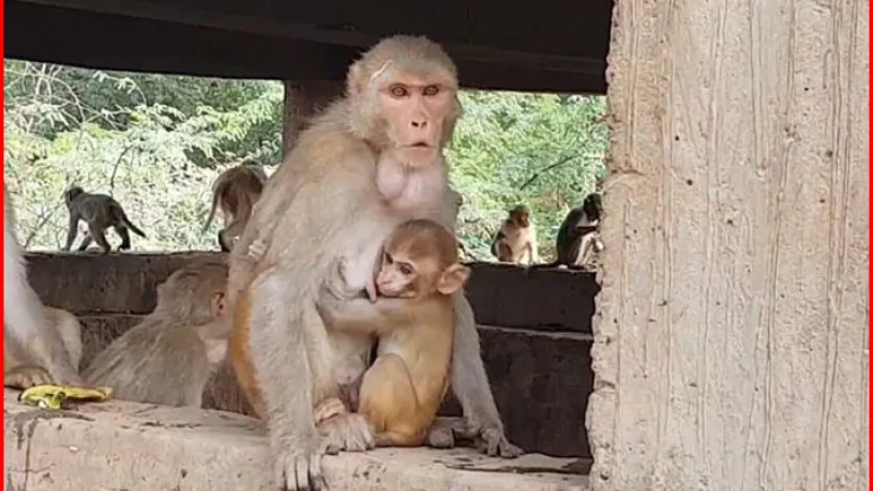 বাবা-মায়ের সামনেই চার মাসের শিশুকে হত্যা করল বানর