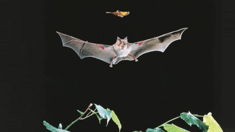 চীনে বাদুড়ের শরীরে করোনার মতো ভাইরাস