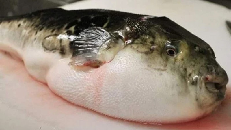 পটকা মাছ খেয়ে মা-ছেলের মৃত্যু