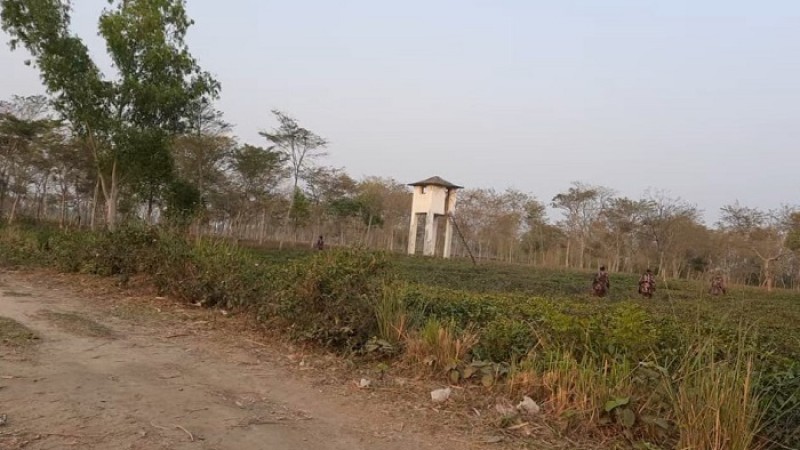 পঞ্চগড় সীমান্ত অতিক্রম করে তিন যুবক ভারতীয়দের হাতে আটক