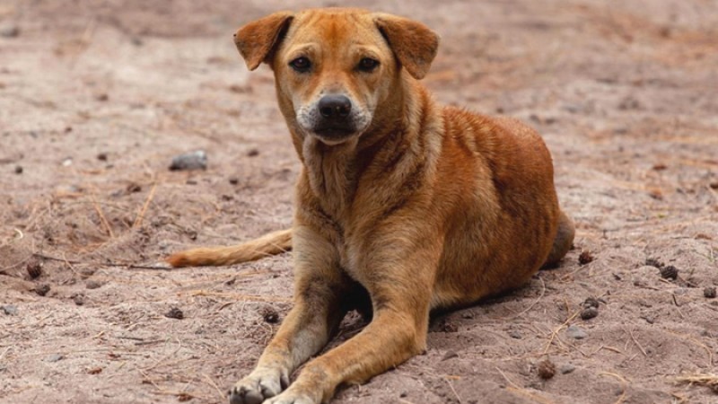 ফরিদপুরে আদালতের আদেশ অমান্য করে কুকুর নিধনে মাইকিং
