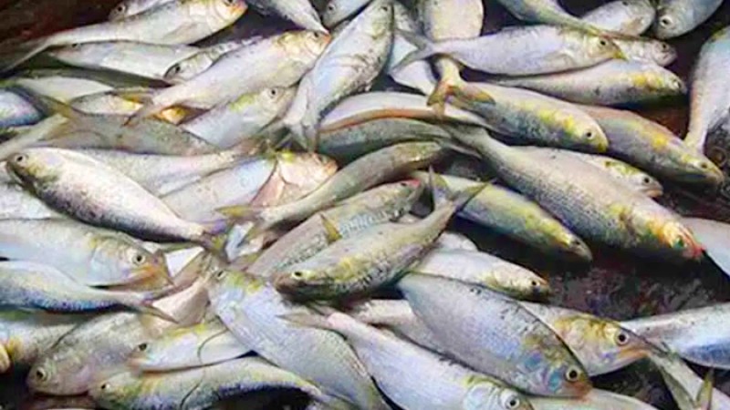 জাটকা সংরক্ষণ সপ্তাহ শুরু ৩১ মার্চ