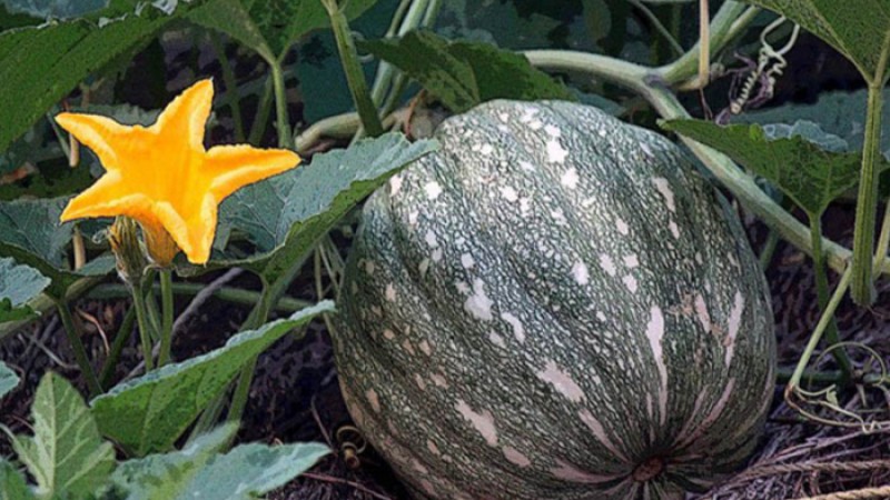 ডায়াবিটিসের রোগীরা কি কুমড়ো খেতে পারেন?