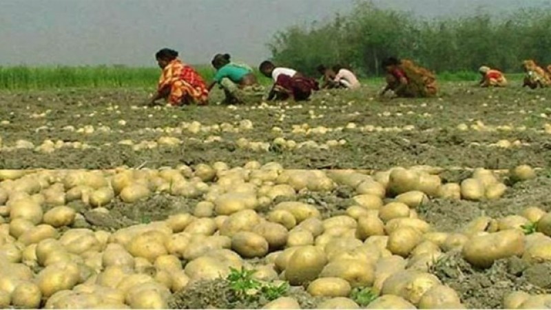 আলুর ভরা মৌসুম সত্ত্বেও বিপাকে কৃষকরা