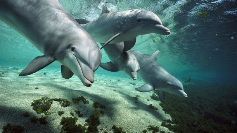 ডলফিন রক্ষায় সারা দেশে নানা পরিকল্পনা