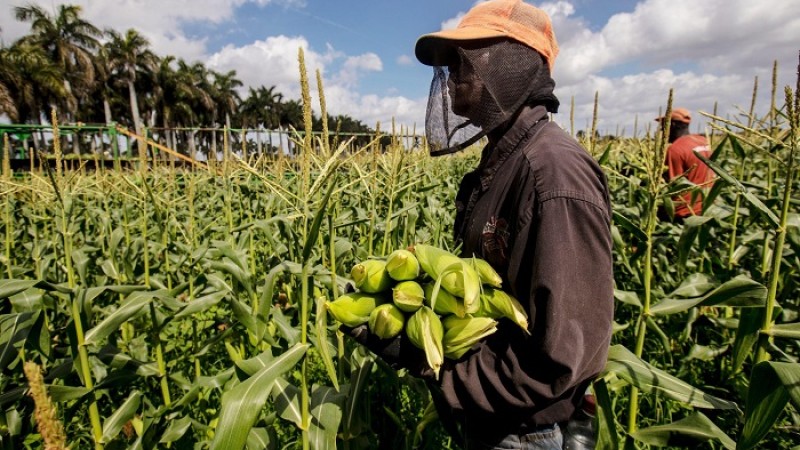 অস্ট্রেলিয়ায় বিদেশি কর্মীর জন্য হাহাকার