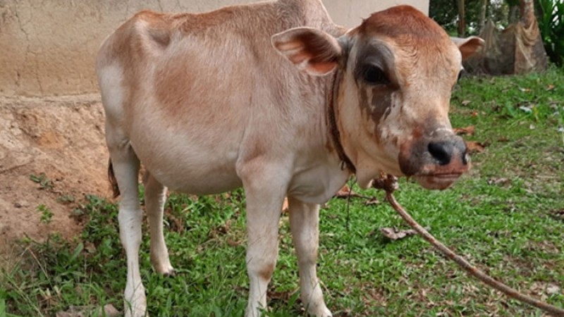 এবার পৃথিবীর খর্বাকৃতির গরুর স্বীকৃতি পেতে পারে টুনটুনি