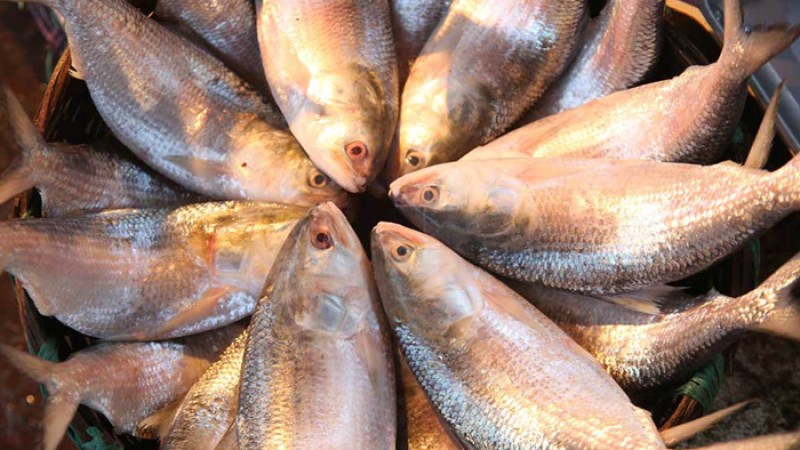 ২২ দিন সারাদেশে ইলিশ ধরা নিষিদ্ধ