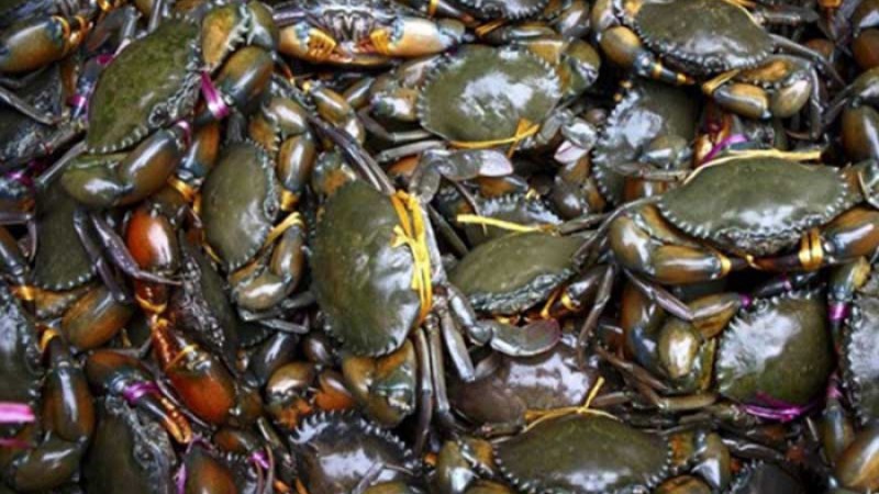 সুন্দরবনে কাঁকড়া ধরার অভিযোগে ১৫ জেলে আটক