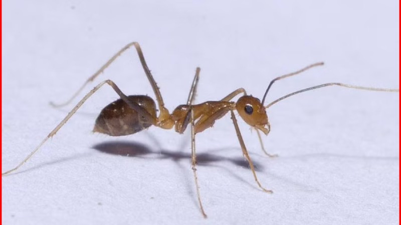 তামিল নাড়ুর ৭ গ্রামে হলুদ পাগলা পিঁপড়া আতঙ্ক