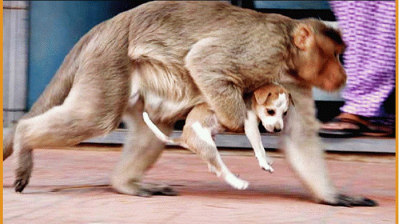 আড়াই শ' কুকুর হত্যার অভিযোগে দুই বানর আটক