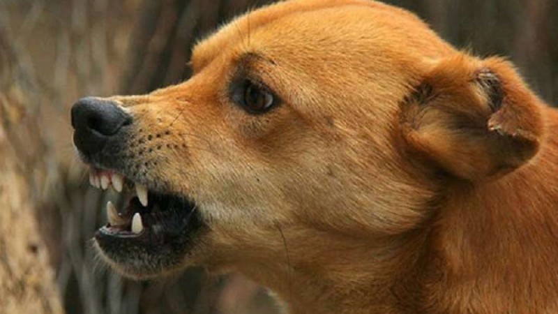 কুমিল্লায় কুকুরের কামড়ে ২ শিশুসহ আহত ১০