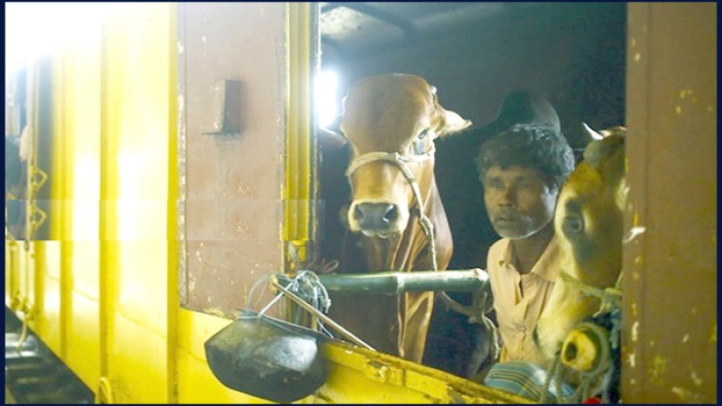 চাঁপাইনবাবগঞ্জ থেকে ঢাকার পথে ক্যাটল ট্রেন