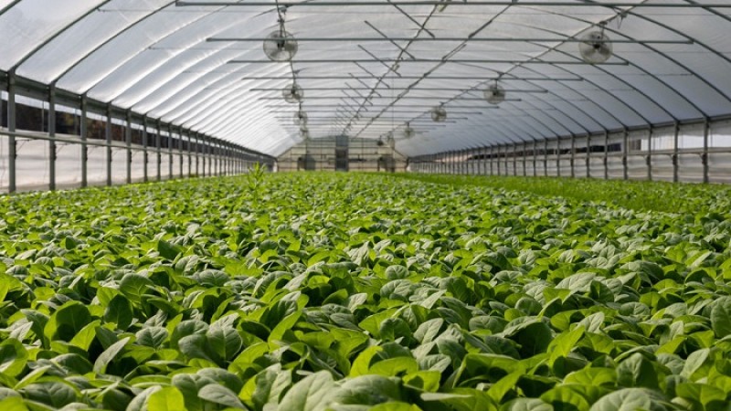 জয়পুরহাটে ‘পলিনেট হাউসে’ চাষ হচ্ছে সবজি