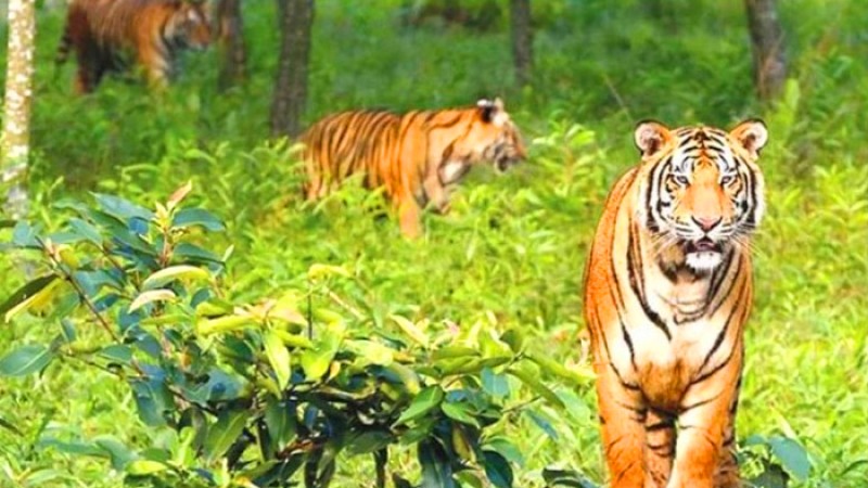 সুন্দরবন দিবস আজ