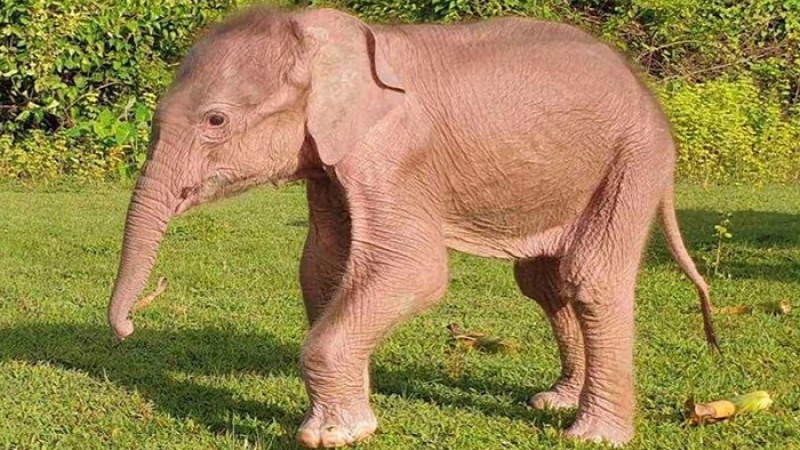 বিরল সাদা হাতির জন্ম মিয়ানমারে