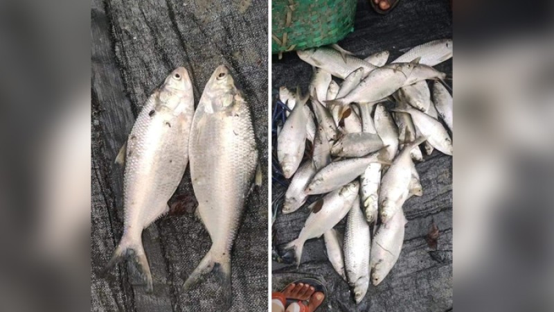 হাতিয়াতে পুকুরে মিললো ৩৫টি ইলিশ