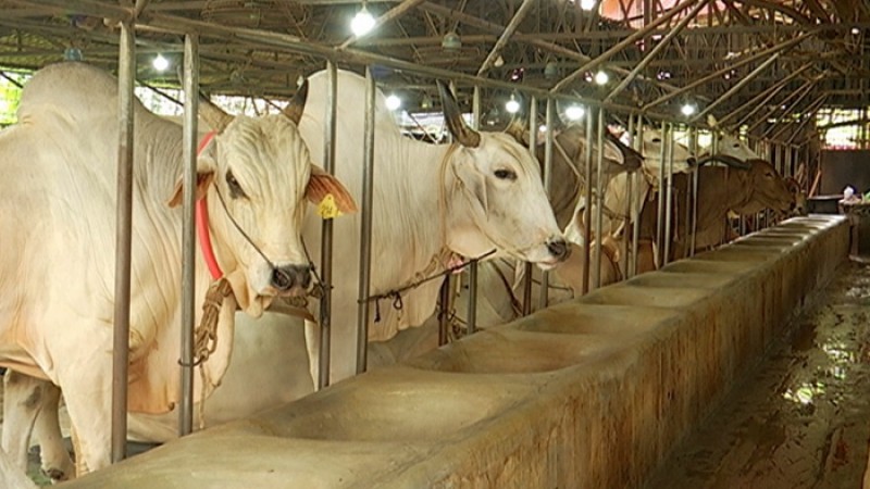 অনলাইনে বিক্রি ১৯০০ কোটি টাকার গবাদিপশু