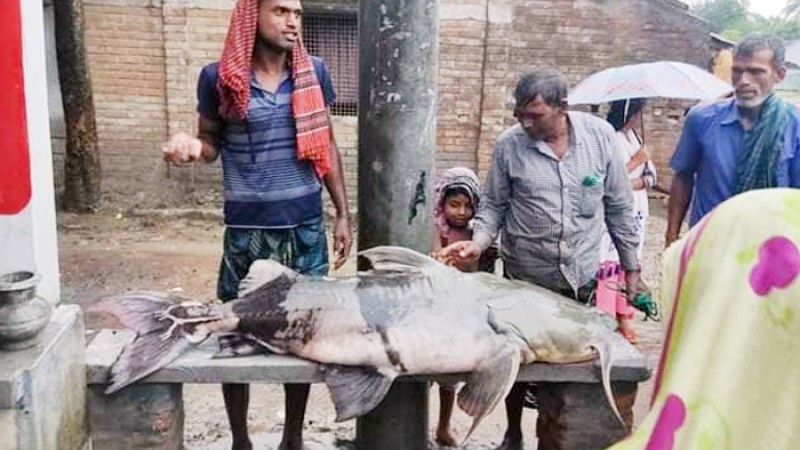 পদ্মায় ধরা পড়লো ২৫ কেজির বাঘাইড়