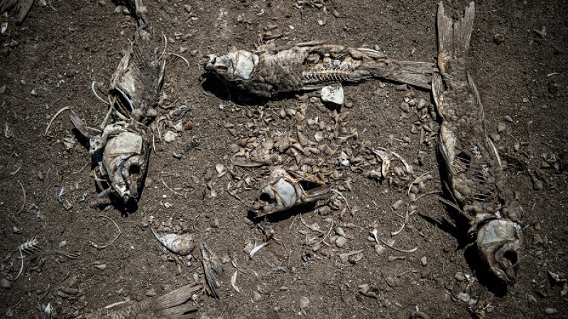 মরুভূমিতে পরিণত হচ্ছে চিলির হ্রদ