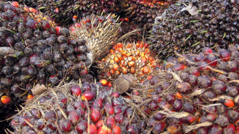ইন্দোনেশিয়ার পাম তেল রপ্তানিতে শুল্ক প্রত্যাহার
