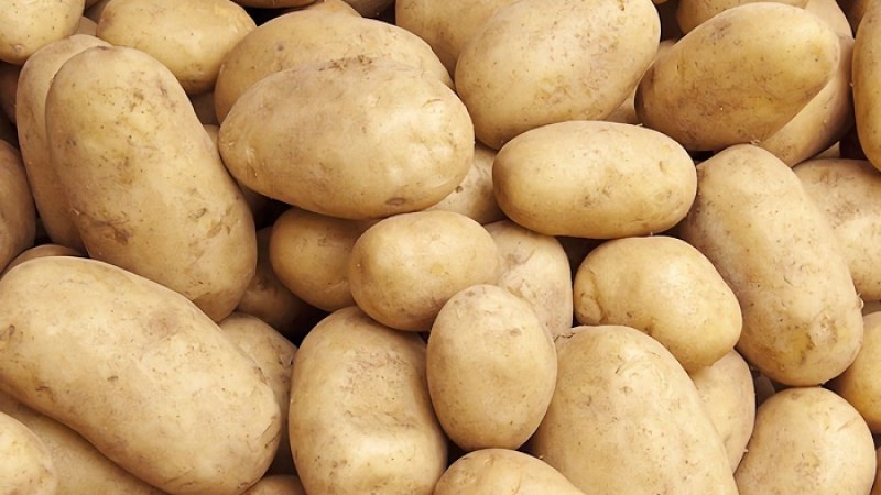 জয়পুরহাটে আলুর বাম্পার ফলনের আশা কৃষকদের