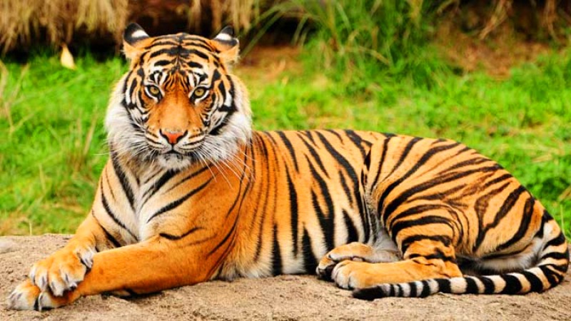 আজ বিশ্ব বাঘ দিবস