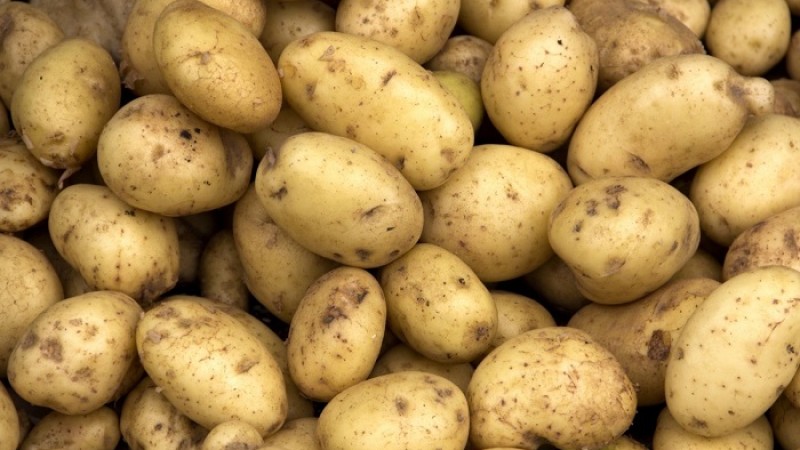 চাহিদার চেয়ে উৎপাদন বেশি ৩০ লাখ টন, তবু বাড়ছে আলুর দাম