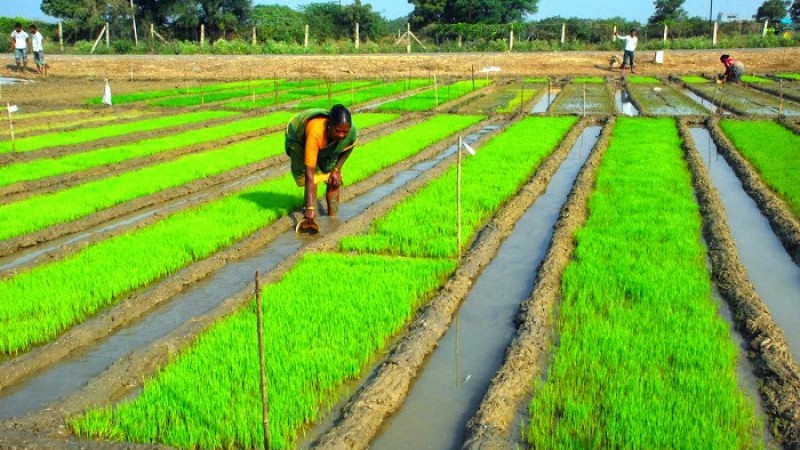 শৈত্যপ্রবাহে বোরো ধানের বীজতলার যত্ন নেবেন যেভাবে